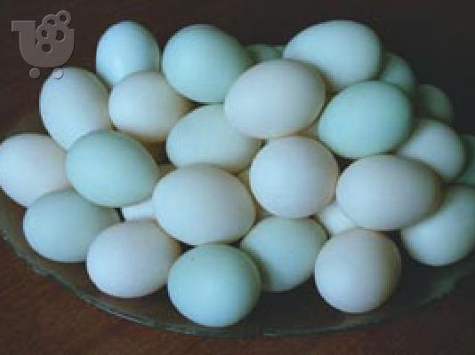 PoulaTo: Αυγά γόνιμα